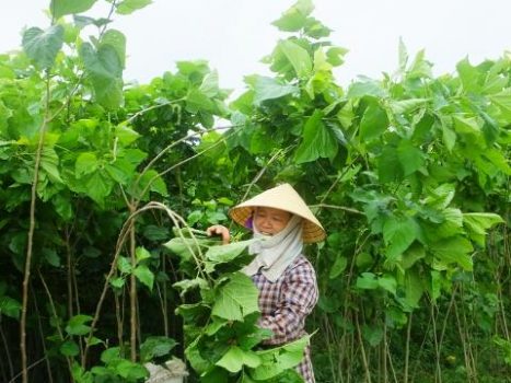 Dâu tằm tam bội - công nghệ tạo giống và ứng dụng trong nông nghiệp